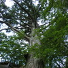 樹齢850年「見印の杉」