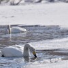 屈斜路湖のオオハクチョウ