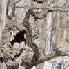 エゾフクロウのつがい