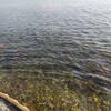 私が潜る福井県美浜町の海です。