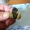 可食部は小さくてもバテイラは旨いです。