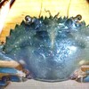 国内の殆どの海域で採捕可能なイシガニです。