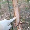 植樹2年半の白樺の幹が白くなって来ました。