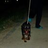 悪魔の様な犬