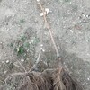 イシドウから購入したサルナシの苗木です。