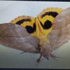 アケビコノハの成虫です。
