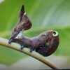 アケビコノハの幼虫です。