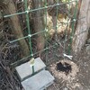 小さなフェンスには1本のオス木を植樹。