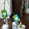 追加で購入したサルナシの苗木です。