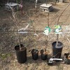追加で用意したサルナシ受粉用のオス木です。