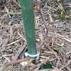 シマサルナシの苗を植えました。