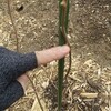 大実サルナシの新芽が出て来ました。