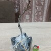シマサルナシの苗木です。