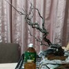 シマサルナシの大苗です。
