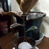 ユニークグリーンさんオリジナルの鉢です。