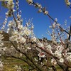 宮口梅が満開です。