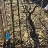 シマサルナシの大苗を地植えしました。