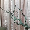 大きなシマサルナシの苗は希少です。