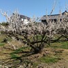 浜松市浜北特産の「宮口梅」の開花です。