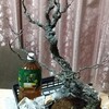 メスの木なので実が付く筈です。
