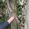 私の農地内にはテイカカズラが沢山あり、幹をカット。