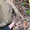 自生しているテイカカズラの根元の幹です。