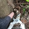 テイカカズラ抑制の為に根元の幹を切りました。