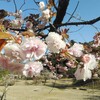 牡丹桜4/13