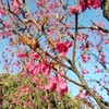 寒緋桜3/22