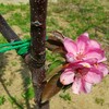 メイちゃんの瞳が初年度から開花しました。