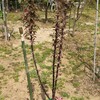 植えたばかりのメイちゃんの瞳3年生苗です。