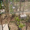 活発に動き出したサルナシの木々。