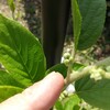 初年度から花芽も付いた個体も有り。