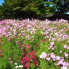 コスモスが満開でした