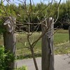 枯れたフェイジョア、、廃棄しました。