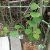 ミス孫雪の受粉用にトムリを植樹。
