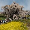 三春の滝桜1