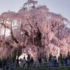三春の滝桜2