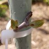 シマサルナシの大苗がようやく芽吹きました。