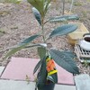 ビワ「なつたより」の苗木です。