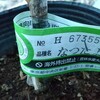 なつたよりのPVP証書です。
