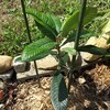 なつたよりを植樹しました。