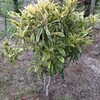 モサモサに茂ったビワ黄覆輪。