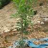 ヤマモモ亀蔵の育成を開始しました。