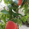 千曲白桃の果実です。