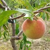 ひなのたきは準大玉の実が生ります。