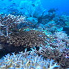 ドロップオフのサンゴの森