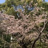 八幡宮内の桜