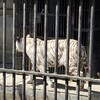 ホワイトタイガー