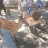 2024.6奈良公園